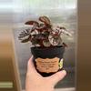 plant/4” Peperomia Red Beauty Ripple-1-thumbnail