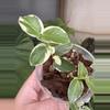 plant/3” Hoya Cumingiana Albo-5-thumbnail