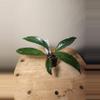plant/#21 Hoya Publicalyx Splash starter-2-thumbnail