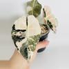 plant/Alocasia Black Velvet Pink 0577-1-thumbnail