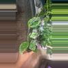 plant/Parasitica Splash with Trellis-0-thumbnail