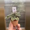 plant/2” Mini African Violet Shiri’s Hawaiian Lai-2-thumbnail