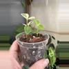 plant/3” Hoya Cumingiana Albo-1-thumbnail
