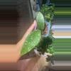 plant/Gayo Lues Hoya-0-thumbnail