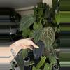 plant/Tezula anthurium AOS x  Dark Crystal with offset-0-thumbnail