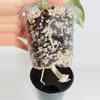 plant/Alocasia Silver Dragon Var.-3-thumbnail