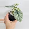 plant/Alocasia Silver Dragon Var. 0551-1-thumbnail