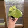 plant/3” Philodendron Heartleaf Variegated-1-thumbnail