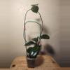 plant/#24 Hoya Carnosa Freckled Splash (Trellis not included)-1-thumbnail