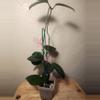 plant/#24 Hoya Carnosa Freckled Splash (Trellis not included)-3-thumbnail