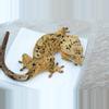 plant/496 Lilly exotics line Dalmatian female-1-thumbnail