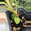 plant/Tezula anthurium AOS x  Dark Crystal with offset-1-thumbnail