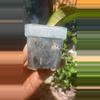plant/Gayo Lues Hoya-1-thumbnail