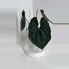 plant/XL Dark Anthurium Luxurians Black-0-thumbnail