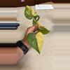 plant/Ptero x Calri var-0-thumbnail
