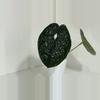 plant/Black Luxurians in Cataphyll-0-thumbnail