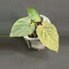 plant/Philodendron Verrucosum Titanium-0-thumbnail