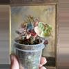 plant/Philodendron Billietiae Variegated Billie Variegated-1-thumbnail