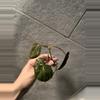 plant/Reverted Micans Aurea cutting-3-thumbnail