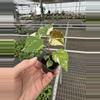 plant/Variegated tiliaceus hibiscus starter plant growers choice-4-thumbnail