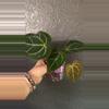 plant/Anthurium Velvet Moira-0-thumbnail
