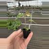 plant/Variegated tiliaceus hibiscus starter plant growers choice-7-thumbnail