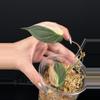 plant/Philodendron ‘true’ Pink Micans-8-thumbnail