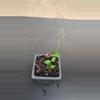 plant/Hoya mamasa-0-thumbnail