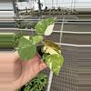 plant/Variegated tiliaceus hibiscus starter plant growers choice-3-thumbnail