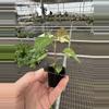 plant/Variegated tiliaceus hibiscus starter plant growers choice-6-thumbnail