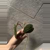 plant/Reverted Micans Aurea cutting-2-thumbnail