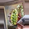 plant/Philodendron Billietiae Variegated Billie Variegated-3-thumbnail