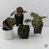 plant/Anthurium Crystal Red '12' x Zara '14' DocBlock® *Grower's Choice-0-thumbnail