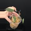 plant/Philodendron ‘true’ Pink Micans-0-thumbnail