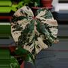 plant/Variegated tiliaceus hibiscus starter plant growers choice-0-thumbnail