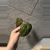 plant/Reverted Micans Aurea cutting-0-thumbnail