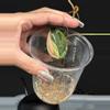 plant/Philodendron ‘true’ Pink Micans-3-thumbnail