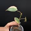 plant/Philodendron ‘true’ Pink Micans-5-thumbnail