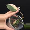 plant/Philodendron ‘true’ Pink Micans-4-thumbnail