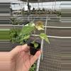 plant/Variegated tiliaceus hibiscus starter plant growers choice-5-thumbnail