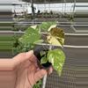 plant/Variegated tiliaceus hibiscus starter plant growers choice-2-thumbnail