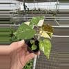 plant/Variegated tiliaceus hibiscus starter plant growers choice-1-thumbnail