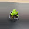 plant/Hoya heuschkeliana 'Outer variegated'-0-thumbnail