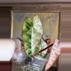 plant/Philodendron Billietiae Variegated Billie Variegated-0-thumbnail
