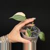 plant/Philodendron ‘true’ Pink Micans-6-thumbnail