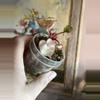 plant/Philodendron Billietiae Variegated Billie Variegated-3-thumbnail