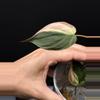 plant/Philodendron ‘true’ Pink Micans-2-thumbnail