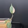 plant/Philodendron ‘true’ Pink Micans-7-thumbnail