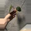 plant/Reverted Micans Aurea cutting-1-thumbnail