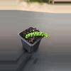 plant/Dischidia Bubble Jade-0-thumbnail